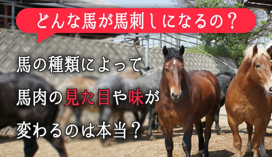 どんな馬が馬刺しになるの?馬の種類によって馬肉の見た目や味が変わるのは本当?